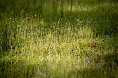 Sahada toprak ve bitki örneklerini inceliyorum. Mantar arayan bir bilim adamı.
