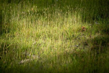 Tarım işindeki çiftçi toprak örneğine bakıyor. Çiftlikteki kız otlaktaki bitki köklerine bakıyor.