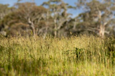 Yenileyici organik çiftçi, toprak örnekleri alıyor ve bir çiftlikteki bitkilere bakıyor. sürdürülebilir tarım uygulaması.
