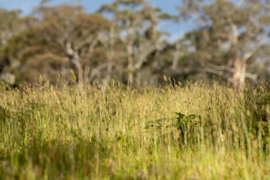 Tarım işindeki çiftçi bir çiftlikteki toprak örneğine bakıyor.