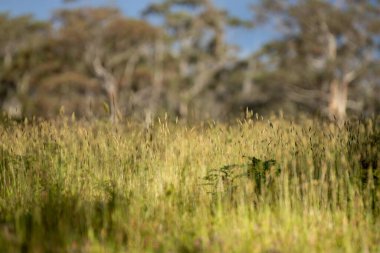 toprak bilimci çiftçi baharda bir tarlada toprak örneklerine ve çimenlere bakıyor. İlkbaharda bitkilerin ve toprak sağlığının büyümesine bakmak
