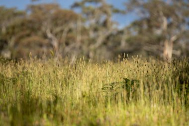Sahada toprak ve bitki örneklerini inceliyorum. Mantar arayan bir bilim adamı.