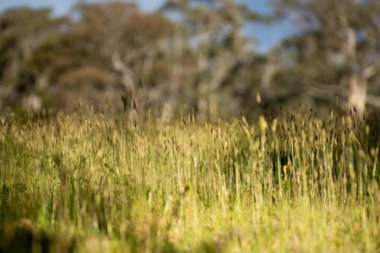 Sahada toprak ve bitki örneklerini inceliyorum. Mantar arayan bir bilim adamı.