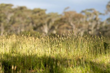 Yenileyici organik çiftçi, toprak örnekleri alıyor ve bir çiftlikteki bitkilere bakıyor. sürdürülebilir tarım uygulaması.