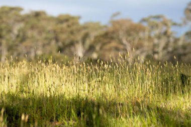 Tarım işindeki çiftçi bir çiftlikteki toprak örneğine bakıyor. .