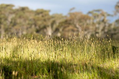 Tarım işindeki çiftçi bir çiftlikteki toprak örneğine bakıyor.