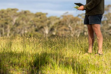 Tarım işindeki çiftçi bir çiftlikteki toprak örneğine bakıyor. .