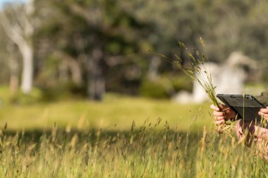 toprak bilimci çiftçi baharda bir tarlada toprak örneklerine ve çimenlere bakıyor. İlkbaharda bitkilerin ve toprak sağlığının büyümesine bakmak