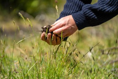 toprak bilimci çiftçi baharda bir tarlada toprak örneklerine ve çimenlere bakıyor. İlkbaharda bitkilerin ve toprak sağlığının büyümesine bakmak