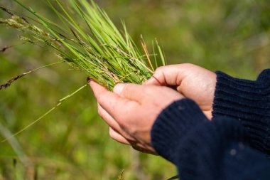toprak bilimci çiftçi baharda bir tarlada toprak örneklerine ve çimenlere bakıyor. İlkbaharda bitkilerin ve toprak sağlığının büyümesine bakmak