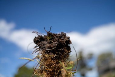 Çiftlikteki bir tarlada bir çiftçi tarlasını ekip biçmiş.