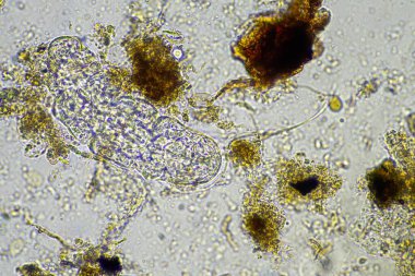 bir çiftlikteki toprak örneğinde mikroorganizmalar ve tardigradlar 