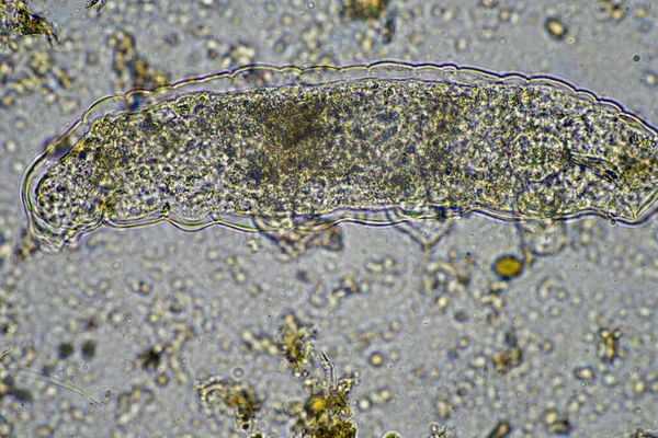 bir çiftlikteki toprak örneğinde mikroorganizmalar ve tardigradlar 