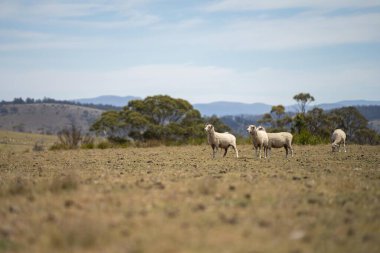 Tarım çiftliği rejeneratif çiftçilik yapıyor. Koyunlar tarlada otluyor. Toprakta mantarlar aracılığıyla karbon depoluyor.