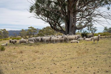 Tarım çiftliği rejeneratif çiftçilik yapıyor. Koyunlar tarlada otluyor. Toprakta mantarlar aracılığıyla karbon depoluyor.