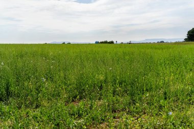 İlkbaharda bir tarlada yeşil, uzun Chicory bitkileri