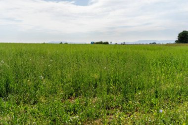 Tarladaki bir tarlada hindiba bitkisi 