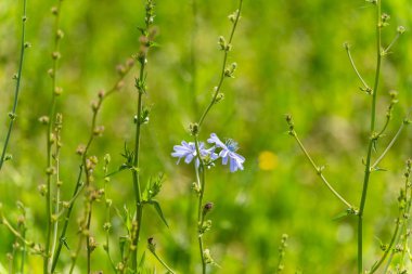 Tarladaki bir tarlada hindiba bitkisi 