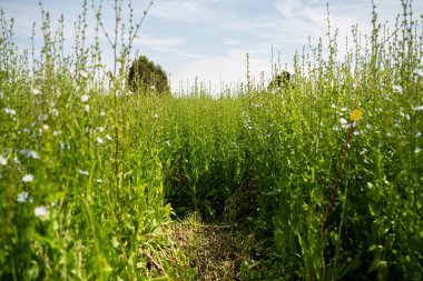 Tarladaki bir tarlada hindiba bitkisi 