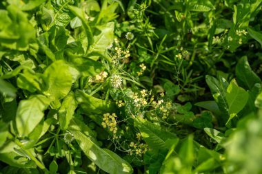 Tarlada çiftçi. Ekin tarlasında tarım. Tahıl ve tahıl yetiştiriyor.