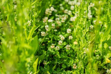 Tarlada çiftçi. Ekin tarlasında tarım. Tahıl ve tahıl yetiştiriyor.