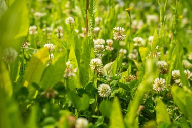 Tarlada çiftçi. Ekin tarlasında tarım. Tahıl ve tahıl yetiştiriyor.