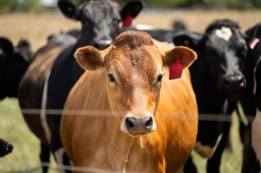 Avustralya 'da bir tarlada otlayan süt inekleri portresi. Friesian, Holstein, Jersey 