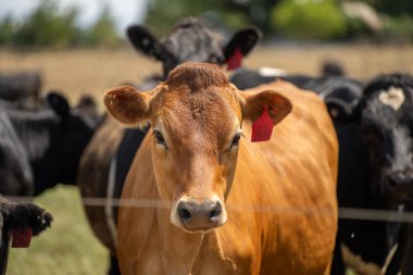 Avustralya 'da bir tarlada otlayan damızlık sığır ve sığır eti. Türleri arasında Speckle Park, Murray Grey, Angus, Brangus ve Wagyu bulunur. Baharda