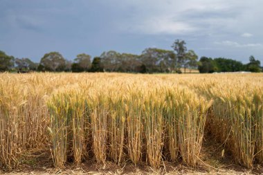 güzel tarım arazisi buğday tarlaları ve ekinler büyüyor. 