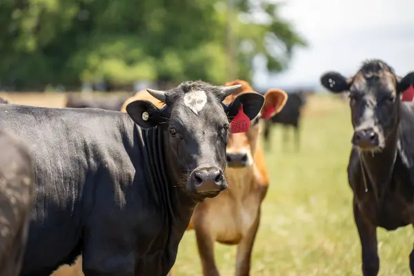 beautiful portrait of a cow in a field on a farm. big fat beef cow