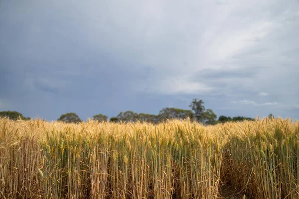 austrlian farming landscape of a wheat grain crop in a field in a farm growing in rows. growing a crop in a of wheat seed heads mature ready to harvest in summer