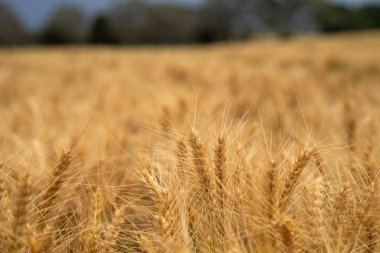 Yazın Avustralya 'da buğday hasadının tarım arazisi
