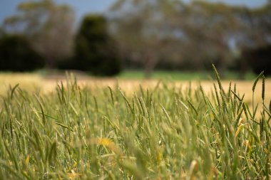 Yazın bir tarlada buğday çeşitleri