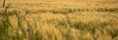 Tarladaki bir tarlada buğday tohumu tarlalar halinde yetişiyor. Buğday tohumu başlarının içinde hasat etmeye hazır bir hasat yetiştirmek. Arpa fabrikaları kapanır.