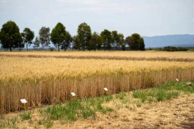 Sırayla büyüyen bir çiftlikteki bir tarlada buğday hasadının Avusturyalı tarım arazisi. Buğday tohumu başlarının içinde ekin yetiştirmek yazın hasat etmeye hazır olgunlaşmak demektir.