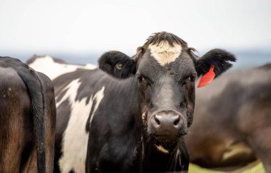 organik, yenilenebilir, sürdürülebilir tarım çiftliği damızlık inek üretiyor. Çayırda otlayan sığırlar. Çiftlikteki bir tarlada inek