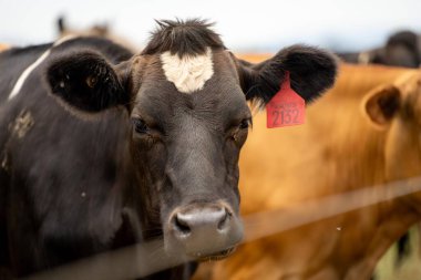 Avustralya 'da bir çiftlikteki bir tarlada inekler. Güzel inek, çiftçiliğe yaklaş. 