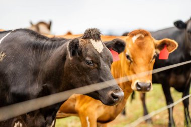 Çiftlikteki bir tarlada süt inekleri