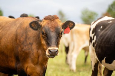 Süt inekleri baharda yeşil çimlerde otlar.