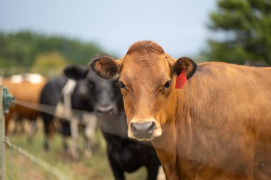 Avustralya 'da bir tarlada otlayan süt inekleri portresi. Friesian, Holstein, Jersey 