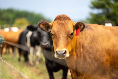 Yenilenebilir tarım çiftliğindeki bir tarlada inekler. 