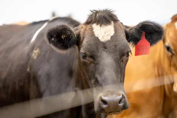 beautiful portrait of a cow in a field on a farm. big fat beef cow