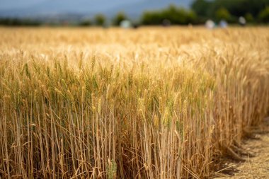 Tarladaki bir tarlada buğday tohumu tarlalar halinde yetişiyor. Buğday tohumu başlarının içinde hasat etmeye hazır bir hasat yetiştirmek. Arpa fabrikaları kapanır.