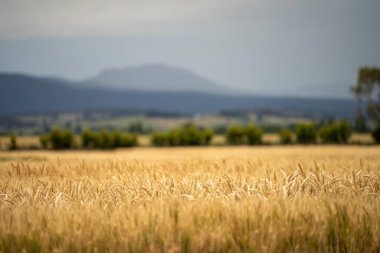 Tarladaki bir tarlada buğday tohumu tarlalar halinde yetişiyor. Buğday tohumu başlarının içinde hasat etmeye hazır bir hasat yetiştirmek. Arpa bitkileri