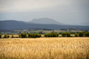 güzel tarım arazisi buğday tarlaları ve ekinler büyüyor. 