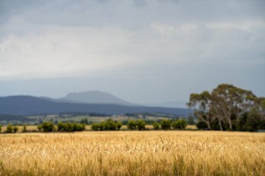 Tarladaki bir tarlada buğday tohumu tarlalar halinde yetişiyor. Buğday tohumu başlarının içinde hasat etmeye hazır bir hasat yetiştirmek. Arpa bitkileri