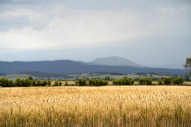 Tarladaki bir tarlada buğday tohumu tarlalar halinde yetişiyor. Buğday tohumu başlarının içinde hasat etmeye hazır bir hasat yetiştirmek. Arpa fabrikaları kapanır.