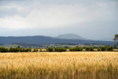 Avustralya 'da yazın rüzgârda savrulan bir arpa ve buğday tohumu başlarının yakınına.