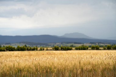 Yenileyici tarım çiftliği. Avustralya 'da sürdürülebilir tarım çiftliği yetiştirilen buğday ve arpa hasadı