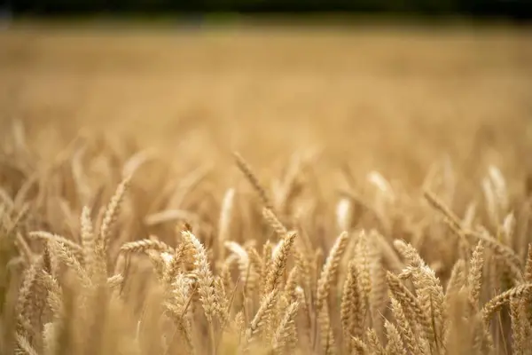 austrlian farming landscape of a wheat grain crop in a field in a farm growing in rows. growing a crop in a of wheat seed heads mature ready to harvest in summer